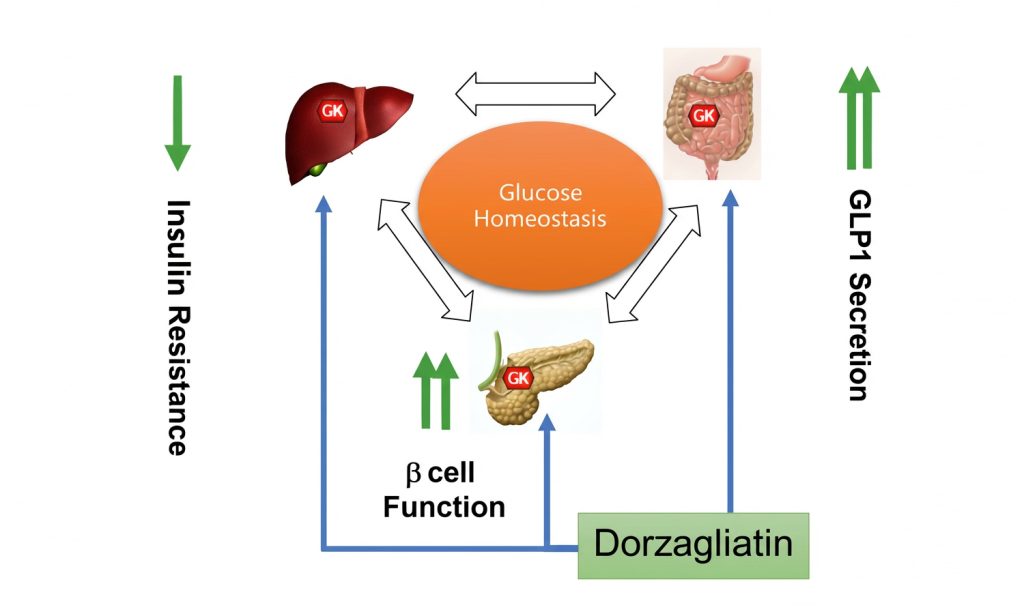 Dorzagliatin y la restauración de la función de las células beta: confirmado de datos y estudios de futuro en la diabetes tipo 1